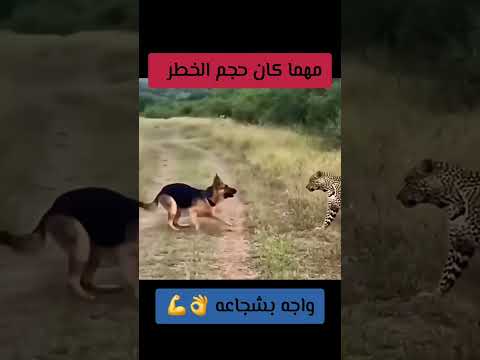 تابعني لترى الافضل ان شاء الله #متابعة✅_لايك?_تعليق?_اكسبلور? thumbnail