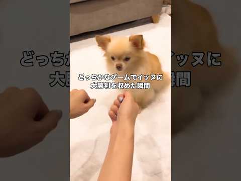 え･･･？ #チワワ #愛犬 #犬 #shorts thumbnail