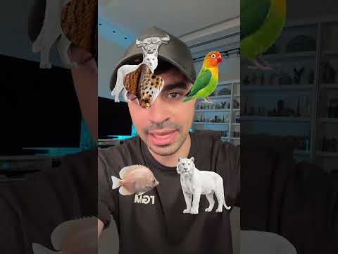 تحدي لون الحيوان ٢ thumbnail