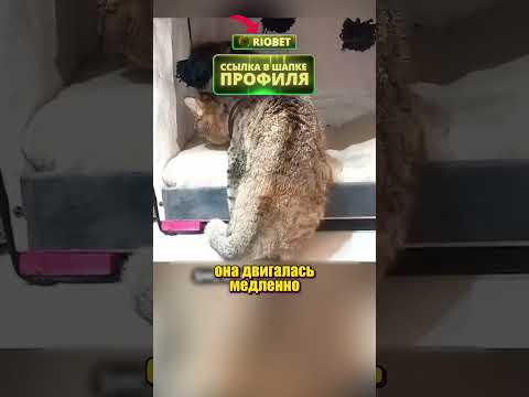 @kowa1111 СПАС КОТЕНКА thumbnail