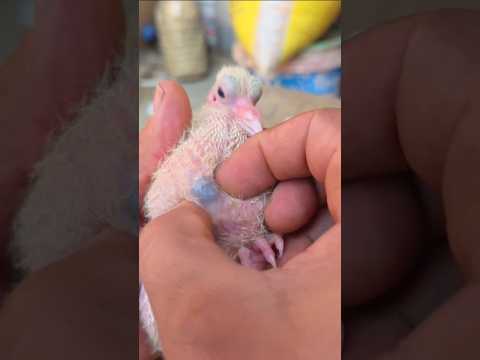إخراج جسم غريب من حوصلة صغير الحمام ?? #birds #trendingshorts #travel thumbnail