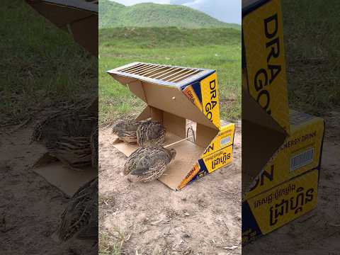 Amazing DIY Quick Quail Trap Using Cardboard Box #shorts thumbnail
