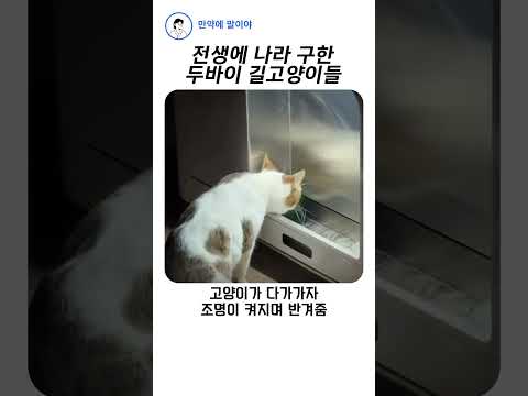 전생에 나라 구한 두바이 길고양이들 thumbnail
