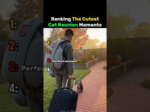 Ranking The Cutest Cat Reunion Moments #cat thumbnail