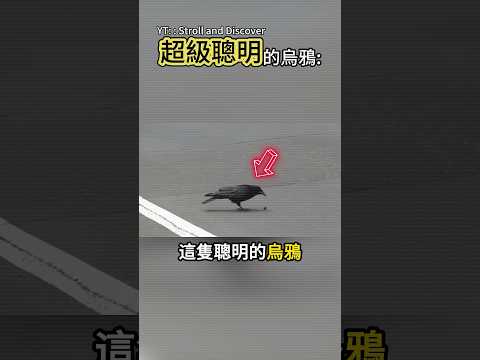 烏鴉利用車的智慧😳 thumbnail
