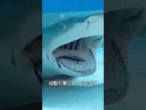 くっつく魚 thumbnail