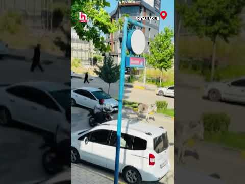 Diyarbakır'da trafikte ilginç görüntü! Başıboş eşek yolun ortasında dakikalarca dolaştı! #shorts thumbnail
