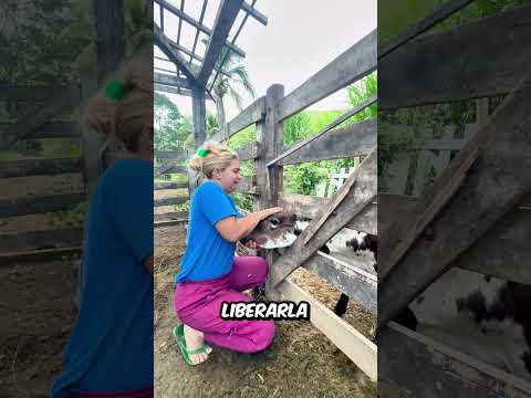 Esta CHICA tuvo que TRABAJAR muy DURO para AYUDAR al animal que se HABIA quedado ATASCADO thumbnail