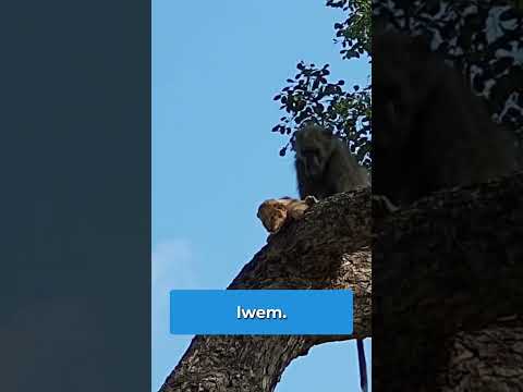 TOP 7 Nieoczekiwanych momentów ze zwierzętami nagranych na kamerze #shorts thumbnail