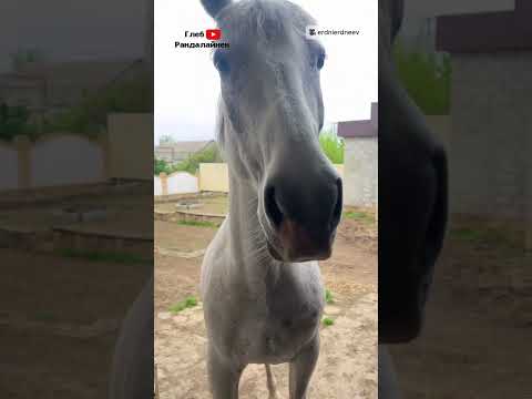 Когда Опоздал с Кормёшкой 🐴 thumbnail