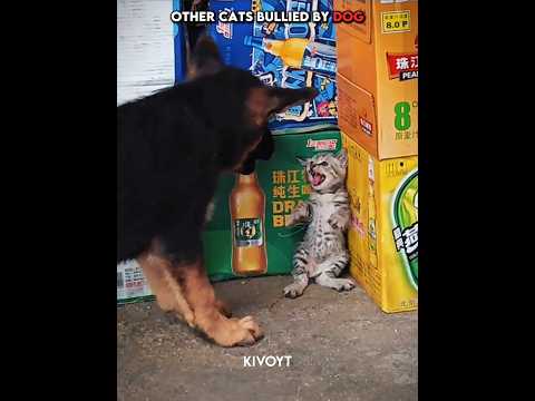 Other cats bullied by dog vs last Cat 💀 #edit #animal #skulledit #usa thumbnail