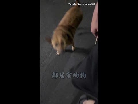 【買晚餐固定搭檔】鄰居家的狗熱情陪逛超商！進出超自然XD #Shorts thumbnail