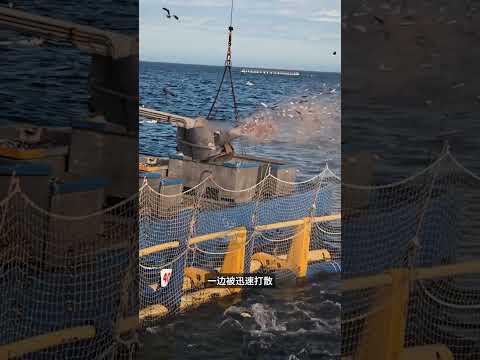 原來高端金槍魚刺身，都是這樣喂出來的！#shorts | #紀錄片 #有趣  #creative thumbnail