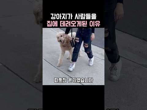 강아지가 사람들을 집에 데려오게된 이유 thumbnail