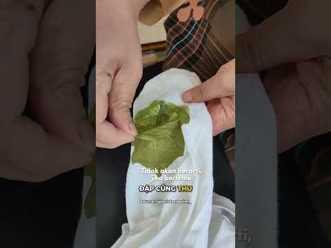 Chiếc khăn phiên bản giới hạn thumbnail