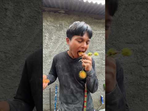 MANG UNI SURUH NYOBAIN BUAH BERACUN ATAU ENGGA MALAH HABIS thumbnail