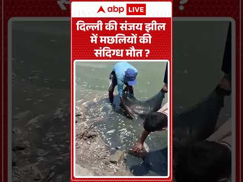 Pond Fish Death : दिल्ली की संजय झील में मछलियों की संदिग्ध मौत | #GlobalWarming #ClimateChange thumbnail