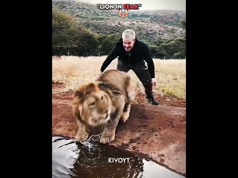 Lion In Fear VS Fearless Lion 💀 thumbnail