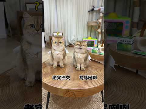 【牛奶是只猫】挑战一整天不拍小猫咪 thumbnail