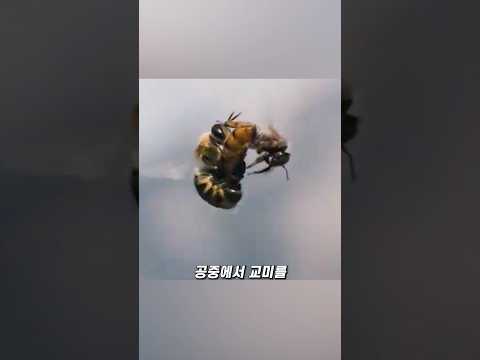 생존 난이도 극악인 수벌 thumbnail