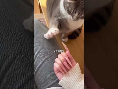 😳 La réaction des chats aux faux ongles… thumbnail