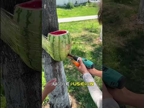 Convirtieron una Sandía en un Dispensador de Jugo thumbnail