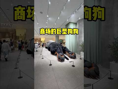 商场巨大的狗狗！#shorts #短视频 #趣事 #有趣 thumbnail