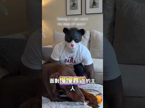 四隻狗子警覺模樣各有不同 thumbnail