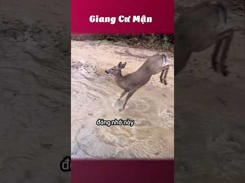 Đáng yêu 🫎 #giangcuman thumbnail