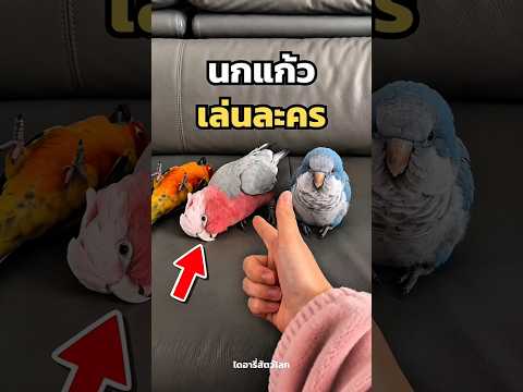 นกแก้วบางตัวไม่ได้แค่จำเสียงมนุษย์… แต่มันจำความรู้สึกของเจ้าของได้ด้วย thumbnail