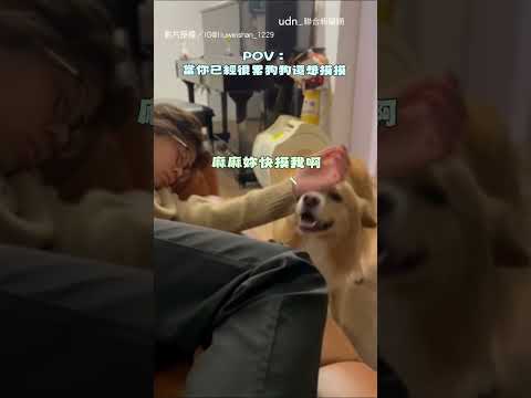 【自助擼狗】主人回家累到已睡著 邊牧自動就位：快摸我｜狗｜可愛 thumbnail