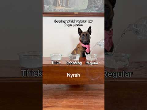 Dobermans are built DIFFERENT 👹🤣 #asmr #doberman #malinois thumbnail