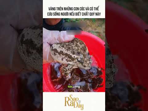 VÀNG TRÊN NHỮNG CON CÓC VÀ CÓ THỂ CỨU SỐNG NGƯỜI NẾU BIẾT CHẤT QUÝ NÀY thumbnail