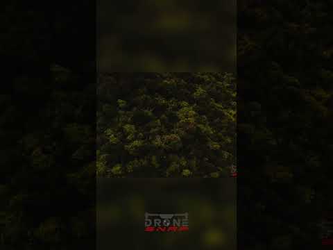 Stunning Forest Canopy: Nature's Majesty Near the Ocean! #shorts thumbnail