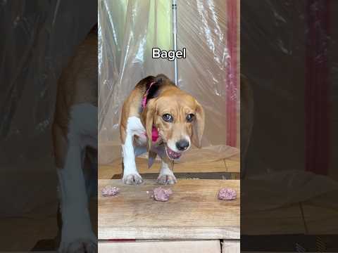 Wait for the ending 🤭 #puppy #foster #beagle thumbnail