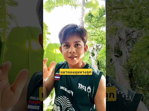 มหัศจรรย์แมวแมงมุมฟักลูกหวงลูก #บังเอิญเจอ #funny #comedy #การแสดงเท่านั้น thumbnail