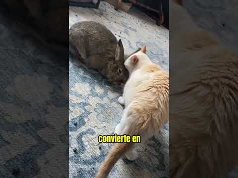 Gato Vs Conejo 🐱🐰 thumbnail