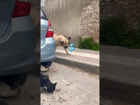 Köpek kedilerin mamasını yedi❗️ #aboneolmayiunutmayin #keşfetbeniöneçıkar #kesfeteyyiz #funny thumbnail