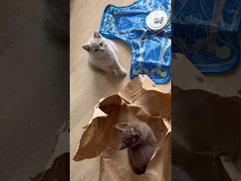 Du bist eine Katzen Mami geworden ?♥️#shortvideo #kitten #comedyvideo thumbnail