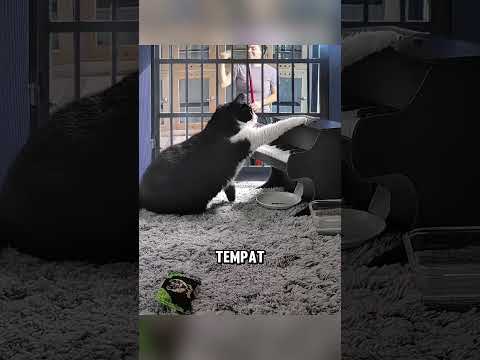 Kucing ini akhirnya menemukan rumahnya ?❤️ thumbnail