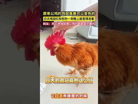 原來公雞的雞冠竟是可以變色的，白天雞冠紅彤彤的一到晚上就變得發紫，網友：所以雞冠就是公雞的氣血顯示器嗎？#shorts thumbnail