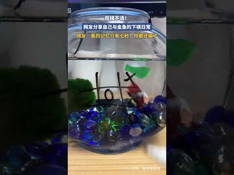 网友分享自己与金鱼的下棋日常，网友：鱼的记忆只有七秒，你都还输了 thumbnail