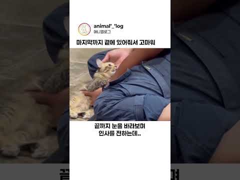 너의 마지막 인사 #고양이 #마지막인사 thumbnail