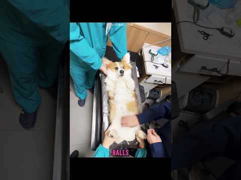 corgi gets new bell balls thumbnail