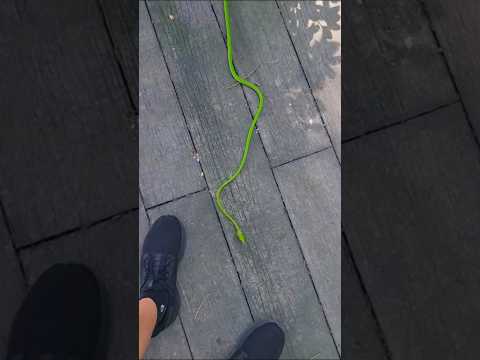 Asia Green Vine Sanke Check out my footwear thumbnail