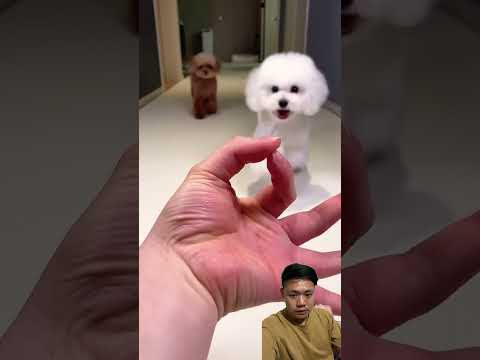 Pilih putih atau coklat⁉️ thumbnail