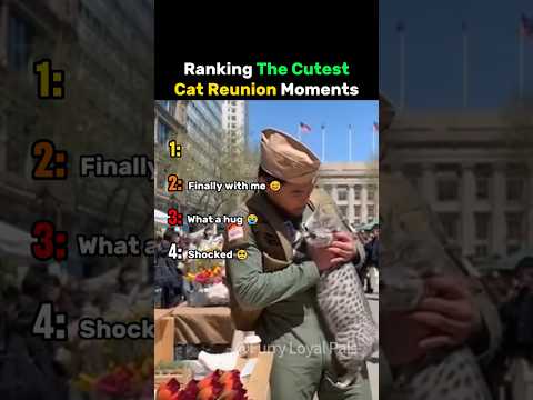 Ranking The Cutest Cat Reunion Moments #cat thumbnail