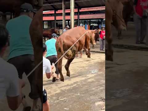 Sapi ngamuk ga mau di kurbanin #shorts #minivlog #comedy #bocilwargads #maspreman #sidoii thumbnail