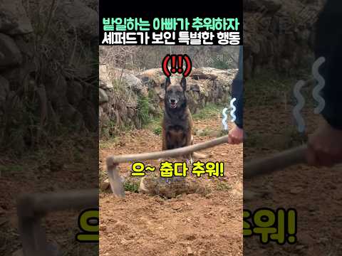 밭일하는 아빠가 추워하자 셰퍼드가 보인 특별한 행동 thumbnail
