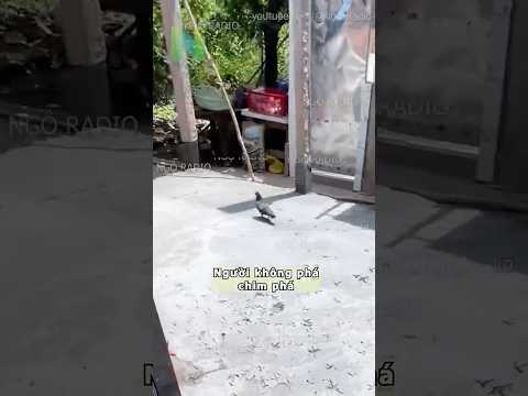 Người không phá chim phá thumbnail